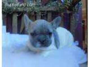 French Bulldog Puppy for sale in New Bethlehem, PA, USA