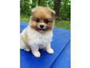 Pomeranian Puppy for sale in Winchester, VA, USA