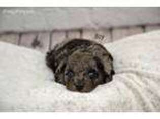 Mutt Puppy for sale in La Plata, MD, USA