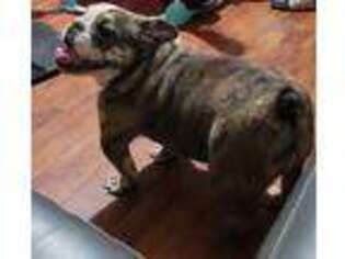 Bulldog Puppy for sale in Clarksville, TN, USA