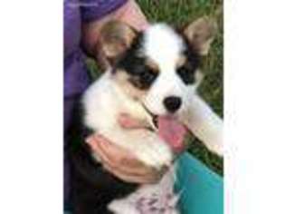 Pembroke Welsh Corgi Puppy for sale in Alcolu, SC, USA