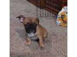 French Bulldog Puppy for sale in Northome, MN, USA