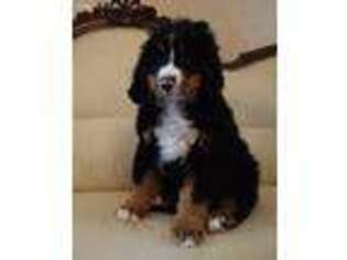 Bernese Mountain Dog Puppy for sale in Asheville, NC, USA