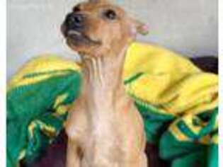 Miniature Pinscher Puppy for sale in Lakeport, CA, USA