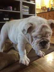 Bulldog Puppy for sale in Clymer, NY, USA