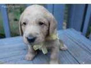 Labradoodle Puppy for sale in Wilmer, AL, USA