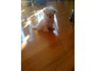 Maltese Puppy for sale in Olympia Fields, IL, USA