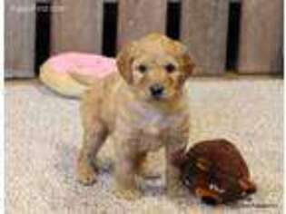 Goldendoodle Puppy for sale in Norman, OK, USA