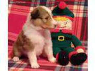 Collie Puppy for sale in Dubuque, IA, USA