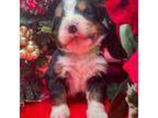 Bernese Mountain Dog Puppy for sale in Broxton, GA, USA