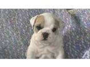 Bulldog Puppy for sale in Montrose, CO, USA
