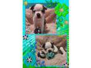 Boston Terrier Puppy for sale in Yakima, WA, USA