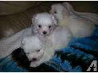 Maltese Puppy for sale in BURNSVILLE, NC, USA