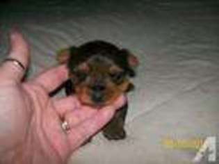 Yorkshire Terrier Puppy for sale in WALLINGFORD, KY, USA