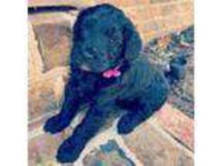Labradoodle Puppy for sale in Piedmont, SC, USA