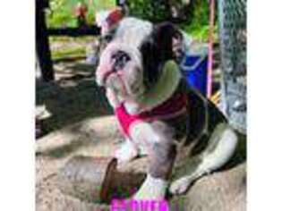 Bulldog Puppy for sale in Barberton, OH, USA