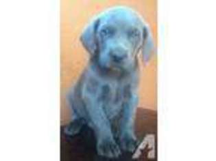 Weimaraner Puppy for sale in WEBSTER, WI, USA
