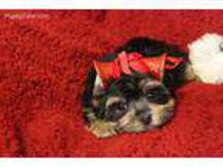 Yorkshire Terrier Puppy for sale in Deridder, LA, USA