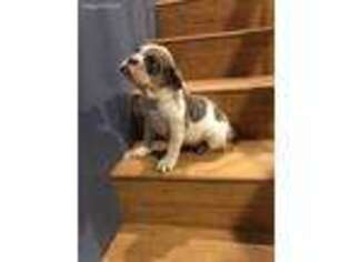 Olde English Bulldogge Puppy for sale in Washington, DC, USA