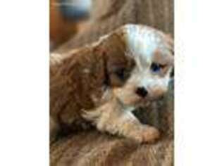 Cavalier King Charles Spaniel Puppy for sale in Norway, MI, USA