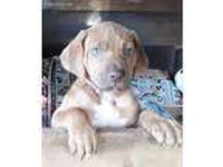 Rhodesian Ridgeback Puppy for sale in Lutz, FL, USA