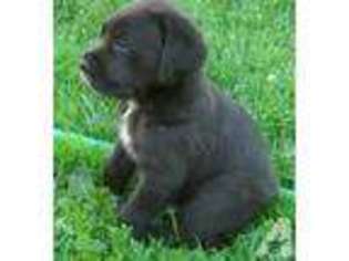 Mastiff Puppy for sale in EATONVILLE, WA, USA