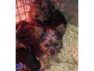 Yorkshire Terrier Puppy for sale in Spotsylvania, VA, USA