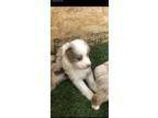 Miniature Australian Shepherd Puppy for sale in Fredericktown, MO, USA