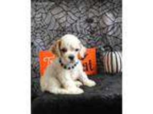 Cocker Spaniel Puppy for sale in Sioux City, IA, USA