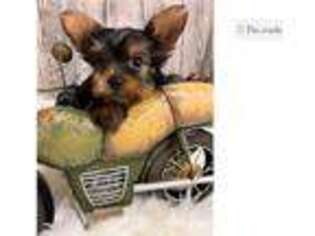 Yorkshire Terrier Puppy for sale in Fort Smith, AR, USA