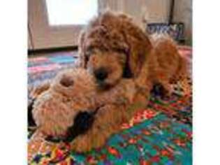 Goldendoodle Puppy for sale in Jackson, GA, USA