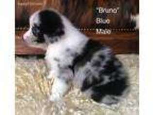 Australian Shepherd Puppy for sale in Winnsboro, TX, USA