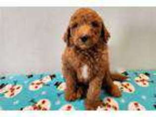 Goldendoodle Puppy for sale in North Platte, NE, USA