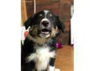 Border Collie Puppy for sale in Clinton, WI, USA