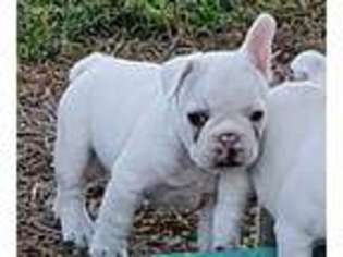 French Bulldog Puppy for sale in Wynnewood, OK, USA