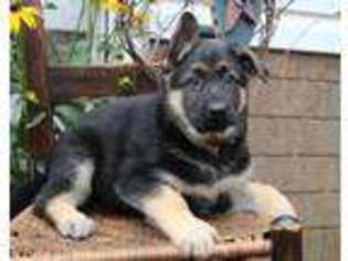 German Shepherd Dog Puppy for sale in Baltic, OH, USA