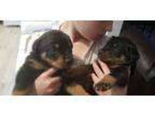 Rottweiler Puppy for sale in Tacoma, WA, USA