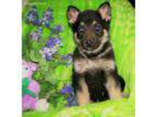 German Shepherd Dog Puppy for sale in Weaubleau, MO, USA