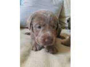 Labrador Retriever Puppy for sale in Northport, AL, USA