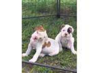 American Bulldog Puppy for sale in Sylvester, GA, USA
