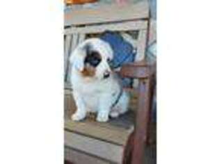 Miniature Australian Shepherd Puppy for sale in Sheldon, WI, USA