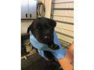 Labrador Retriever Puppy for sale in Cameron, NC, USA