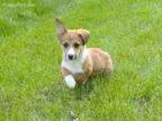 Pembroke Welsh Corgi Puppy for sale in Odell, NE, USA