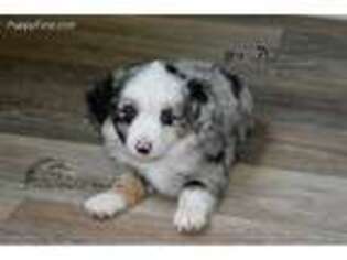 Miniature Australian Shepherd Puppy for sale in Benton City, WA, USA