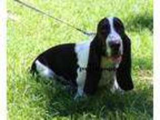 Basset Hound Puppy for sale in Frankford, MO, USA