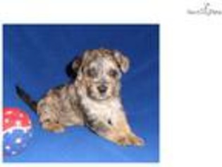 Schnoodle (Standard) Puppy for sale in Canton, OH, USA