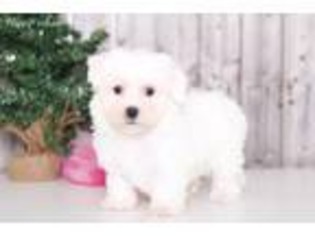 Bichon Frise Puppy for sale in Howard, OH, USA