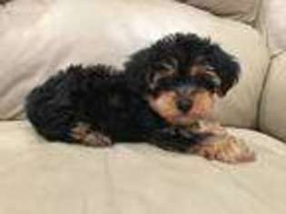 Yorkshire Terrier Puppy for sale in Imperial, MO, USA