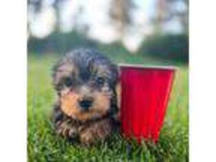 Yorkshire Terrier Puppy for sale in Homewood, IL, USA