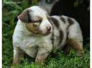 Australian Shepherd Puppy for sale in Suring, WI, USA